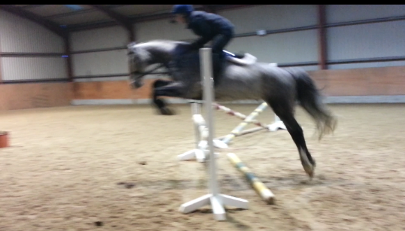 15.2 hands gelding