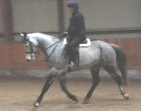 15.2 hands gelding