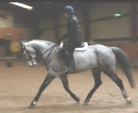 15.2 hands gelding