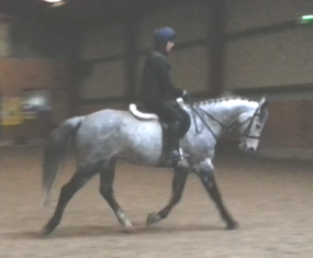 15.2 hands gelding